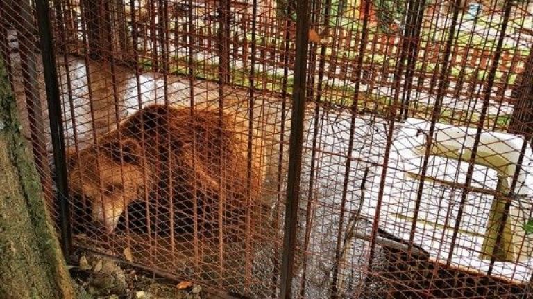 Местят мече от зоопарк в Северна Македония в Парка за