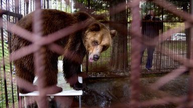 Паркът за танцуващи мечки край Белица вече има нов обитател