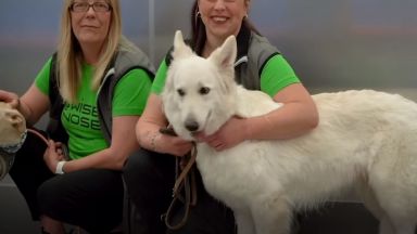 Специално обучените кучета вече се справят по бързо и по ефективно