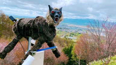 Роботизиран вълк плаши гладни мечки