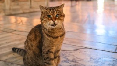 Отиде си котето Гли, един от символите на "Света София" в Истанбул 