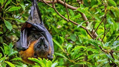 На фона на развихрилата се епидемия от коронавирус учените предупреждават