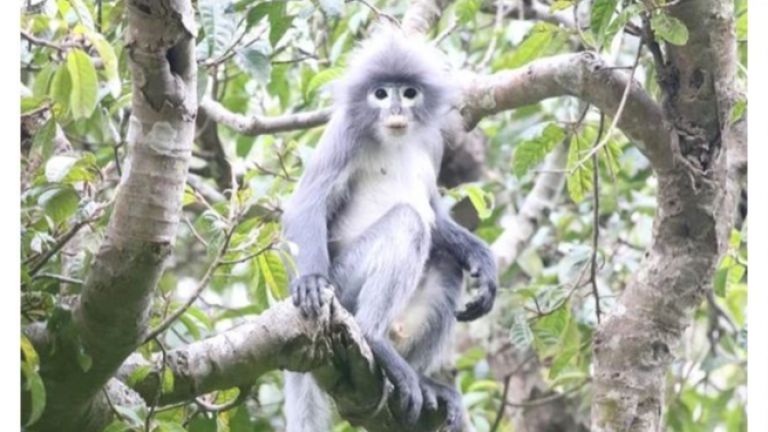 Откриха нов вид маймуна