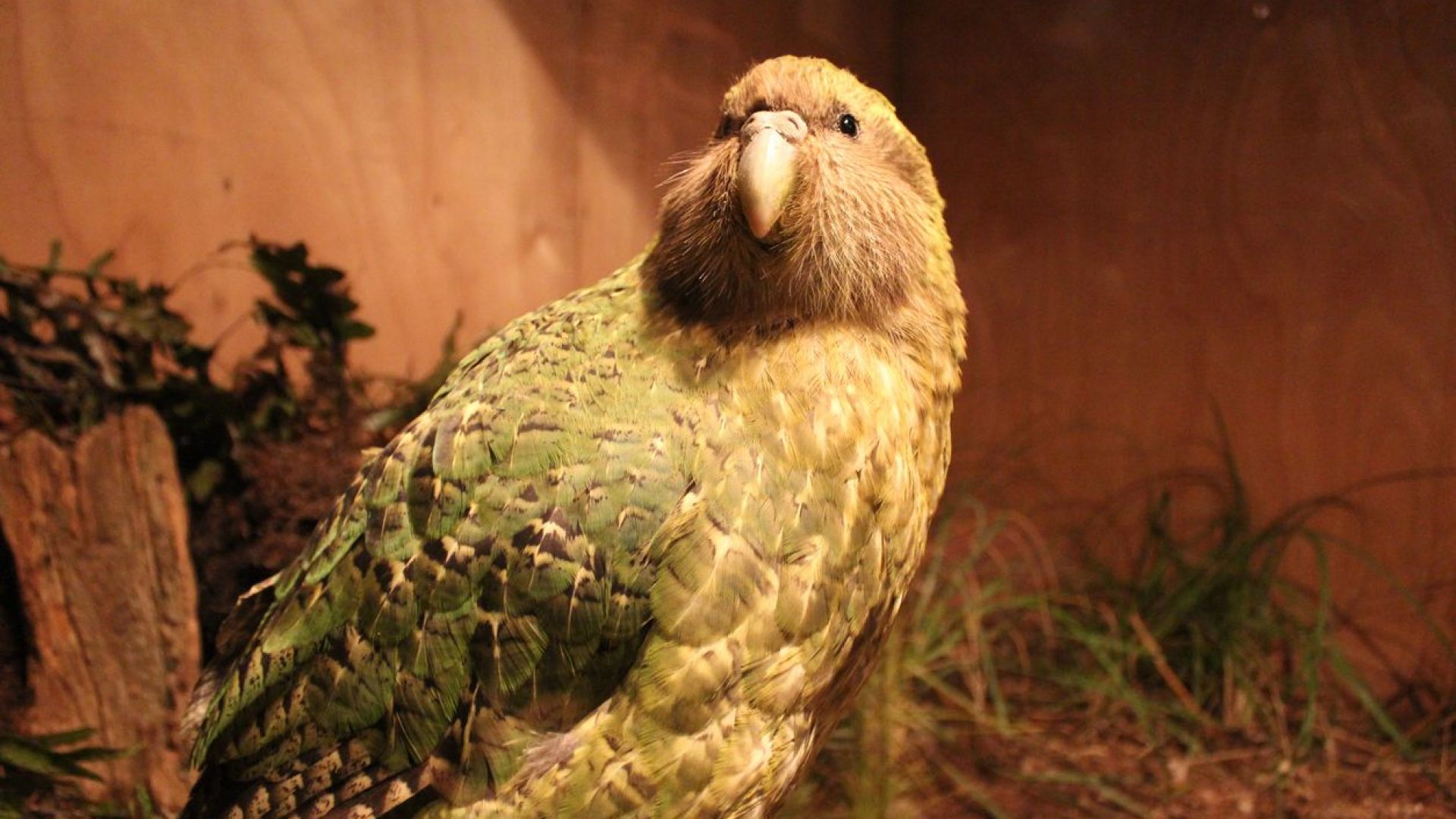 Папагалът какапо стана Птица на годината в Нова Зеландия