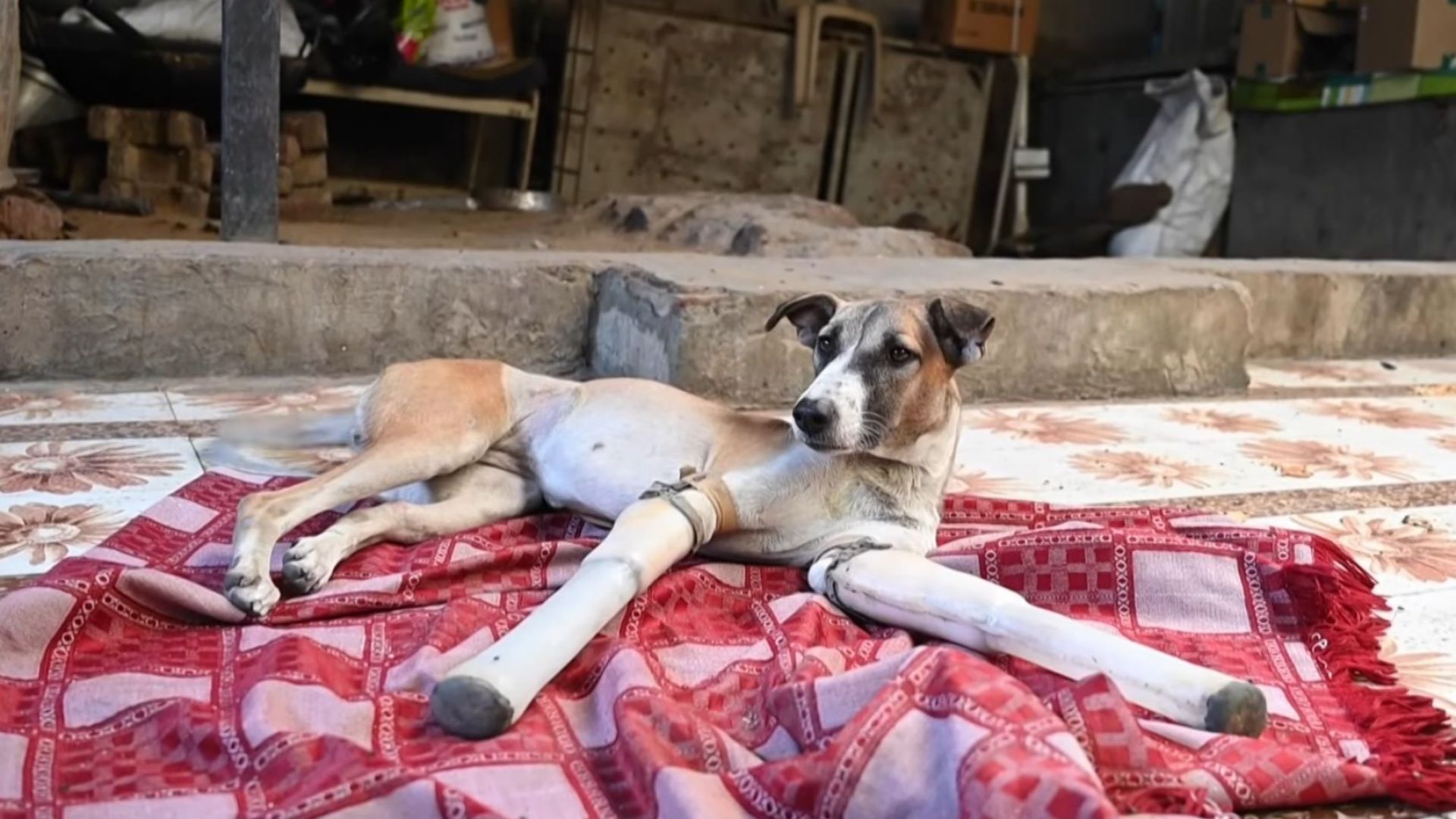 Съдбата на индийско куче трогна сърцата на милиони хора по света