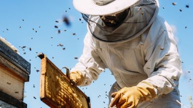 Няма болни от COVID пчелари твърдят наши производители на мед