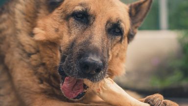 9 годишно дете е било нападнато от белгийска овчарка в Северния