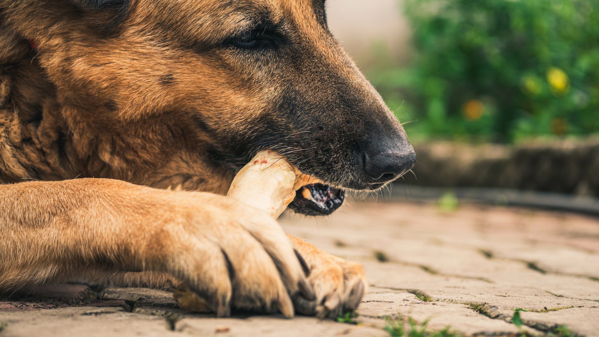 Мит №1 - кучето трябва да яде кокали - всъщност крие сериозен риск за живота му