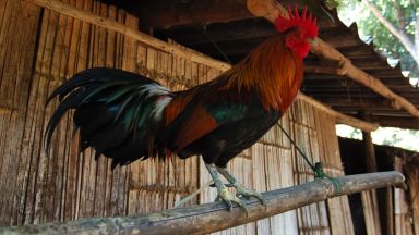 Силно заразна и смъртоносна форма на птичи грип се разпространява