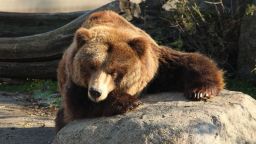  Отстреляха мечка, нападала животни край Арда