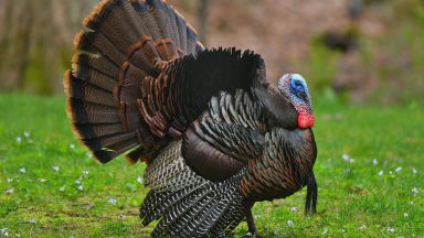 Властите във Великобритания решиха да унищожат 10 500 пуйки след