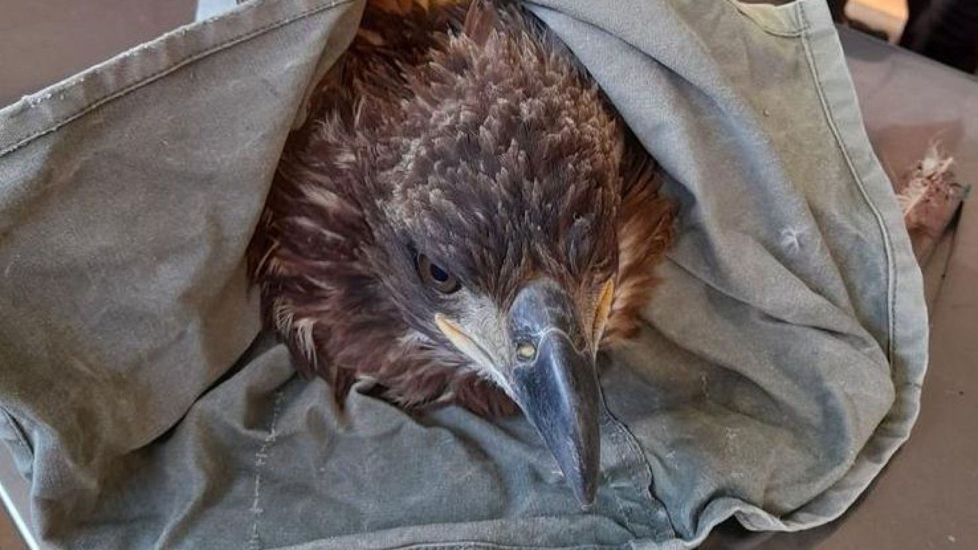 Спасиха млад морски орел край ямболско село