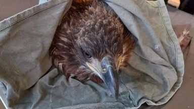 Спасиха млад морски орел край ямболско село Птицата ходила по