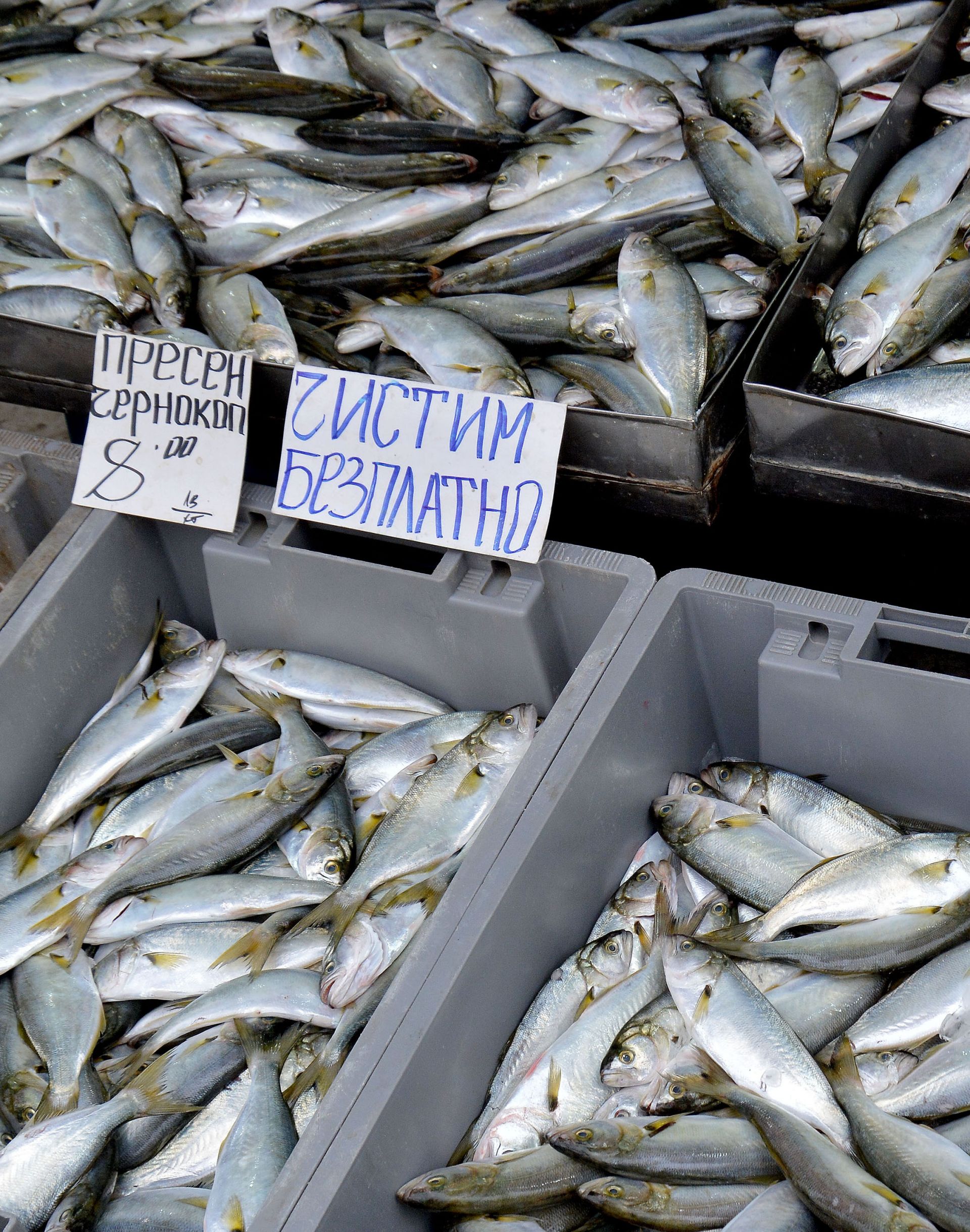 Тази година, заради богатия улов хит е вкусният чернокоп, който се продава за 8 лева