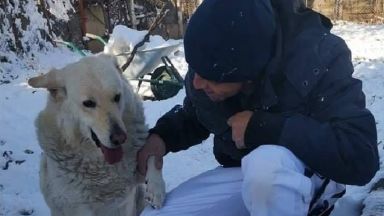 История с щастлив край: Намушканото с нож куче Белчо намери дом 