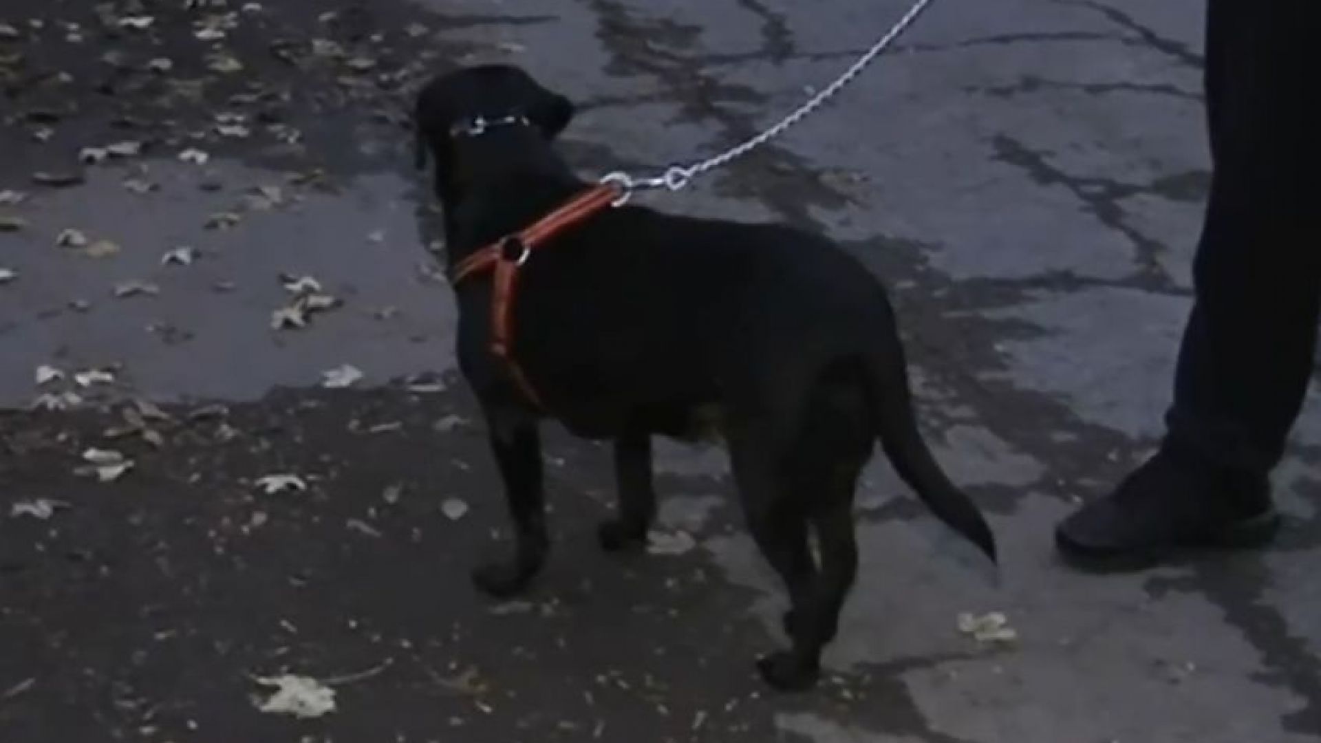 Пак отрова по улиците на Бургас, собственици на кучета притеснени