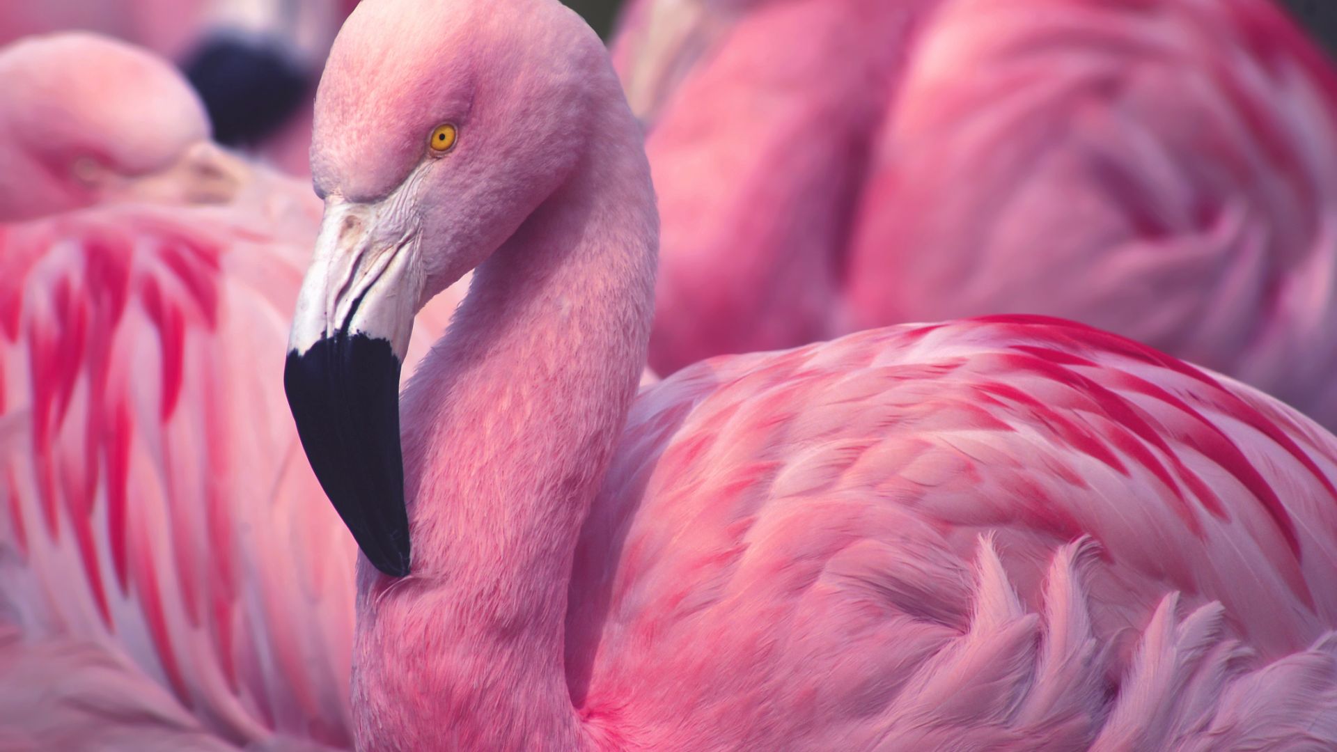 Розовото фламинго вече не отлита от Турция през зимата 