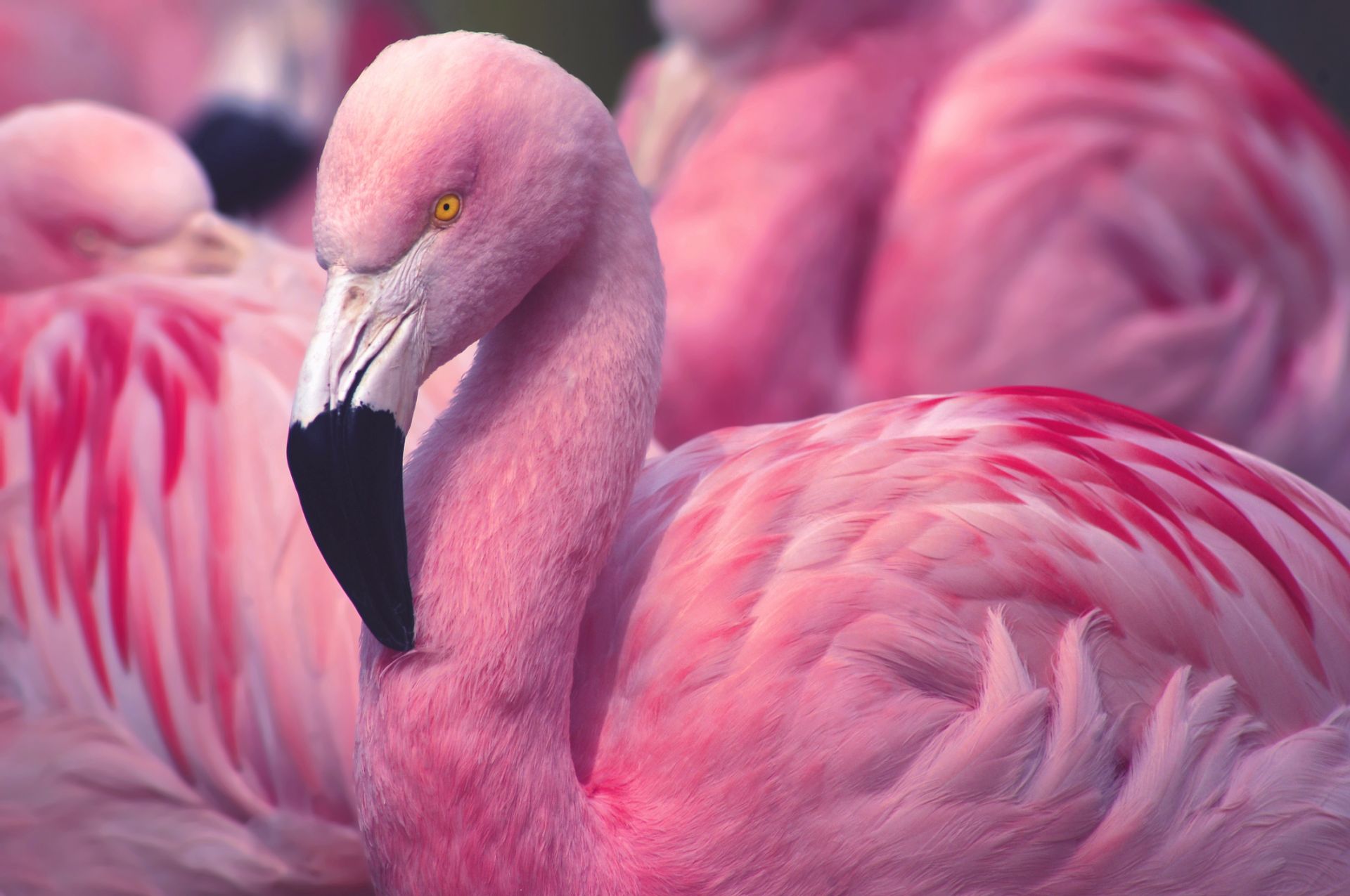 Недоволно от Глобалното затопляне Розово фламинго