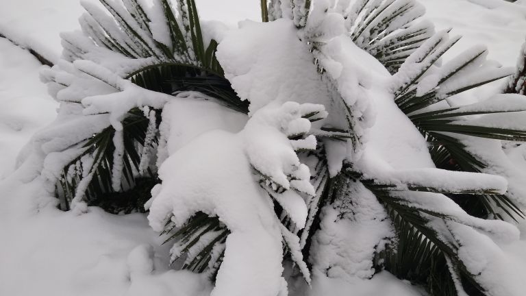 Поредна Коледа без сняг: става ли символът на зимата все по-рядко явление?