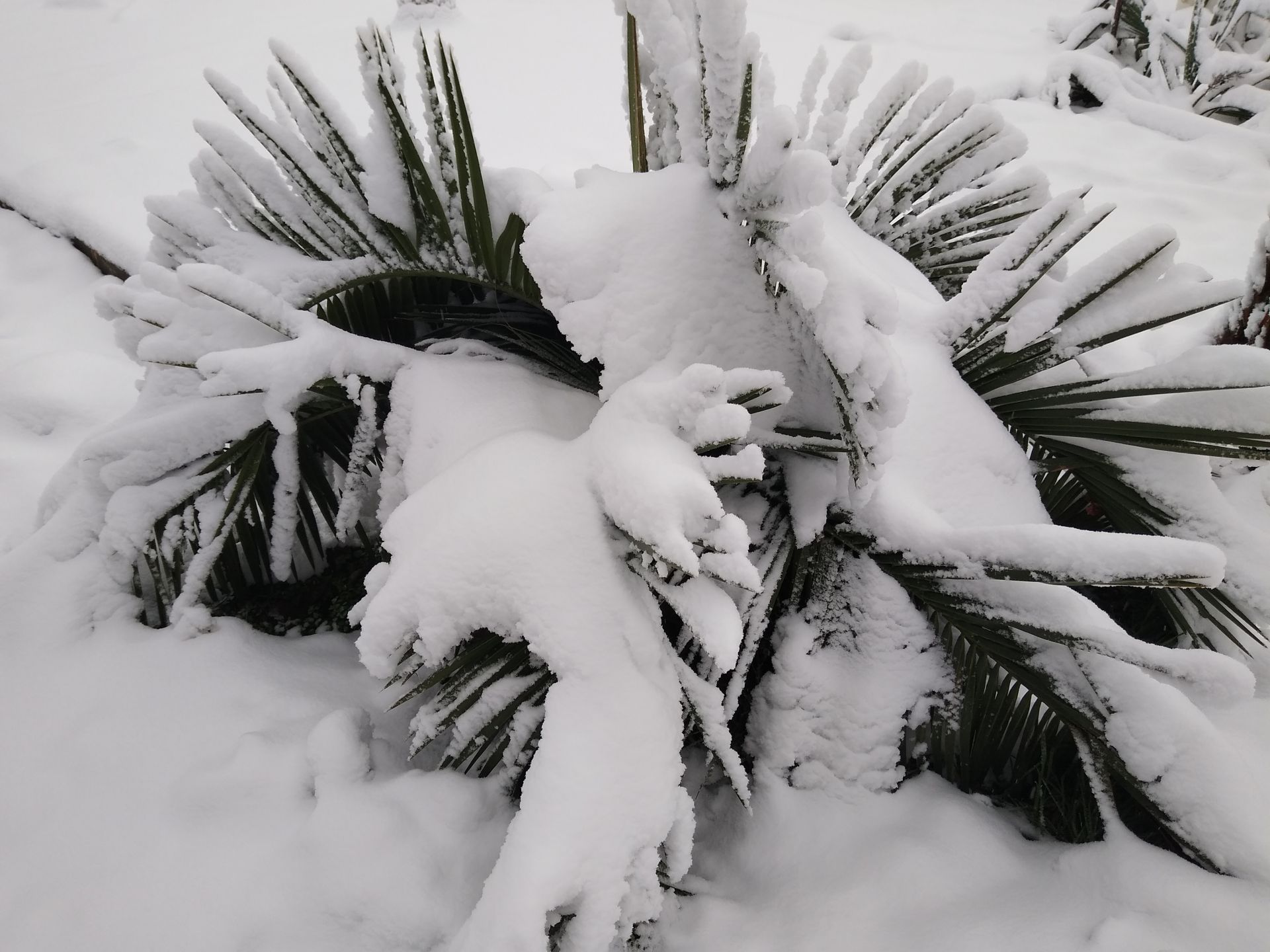 Палма от вида Юбеа Чиленсис в района на Видин, снимана в началото на декември т.г