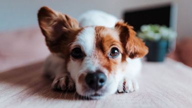 Всяко второ куче постъпило в Общинския приют за безстопанствени животни