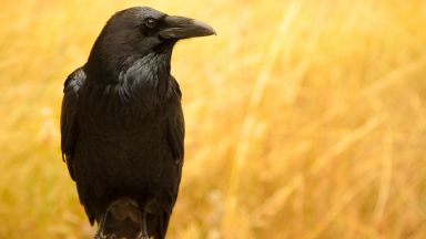 4-месечните гарвани са умни колкото възрастни маймуни 