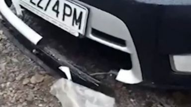 Разсеяно прасе стана жертва и предизвика пътно транспортна злополука на