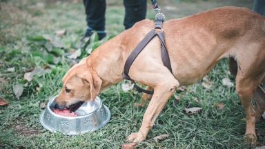 Собствениците на кучета в Русе и в малките населени места