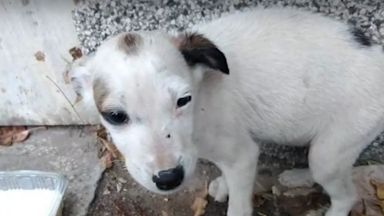 Кучета заключени в апартамент се самоизяждат в столицата а съседите