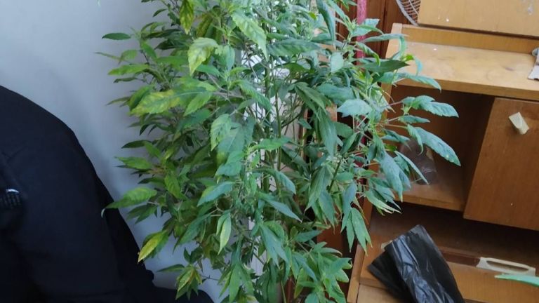 В Пазарджик разкриха модерна мини оранжерия за отглеждане и последваща