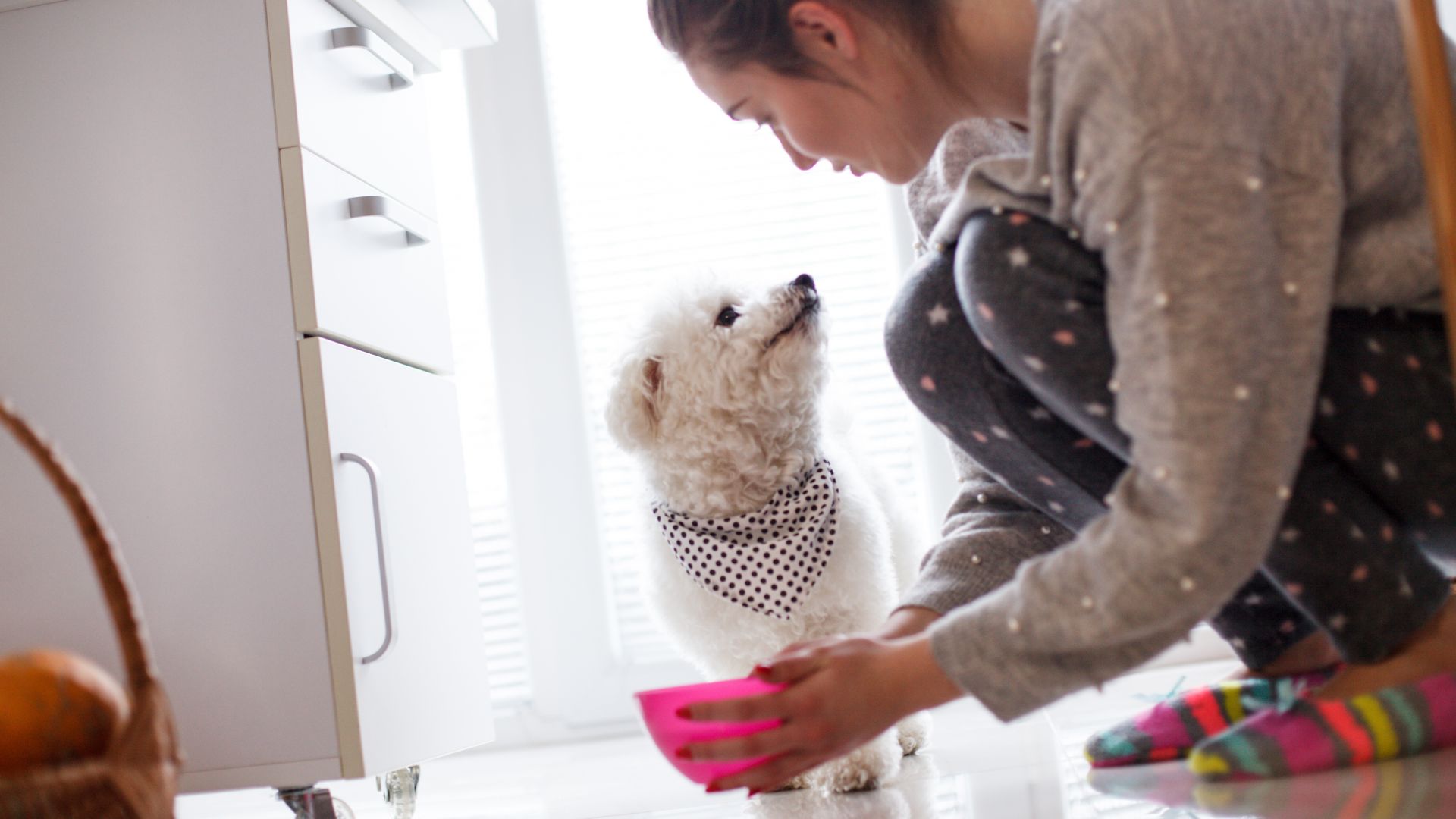 Тоалет, хранене, ритуали: Как вашето кученце да се превърне в пример за подражание