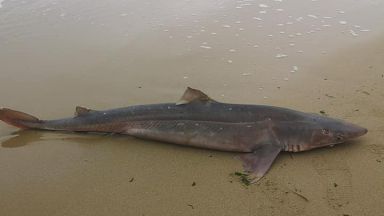 Умряла акула изхвърли морето на брега край Варна Снимки на