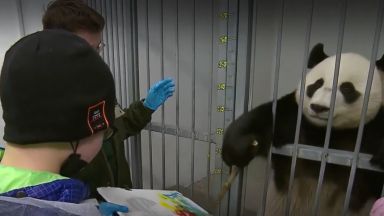 В акцията Елха на желанията президентът на Русия Владимир Путин