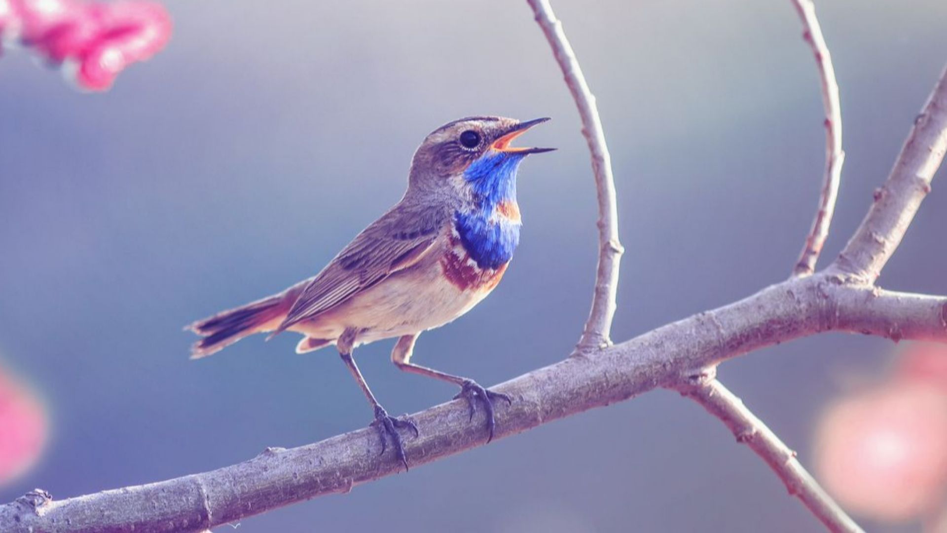 Птичите песни правят хората щастливи