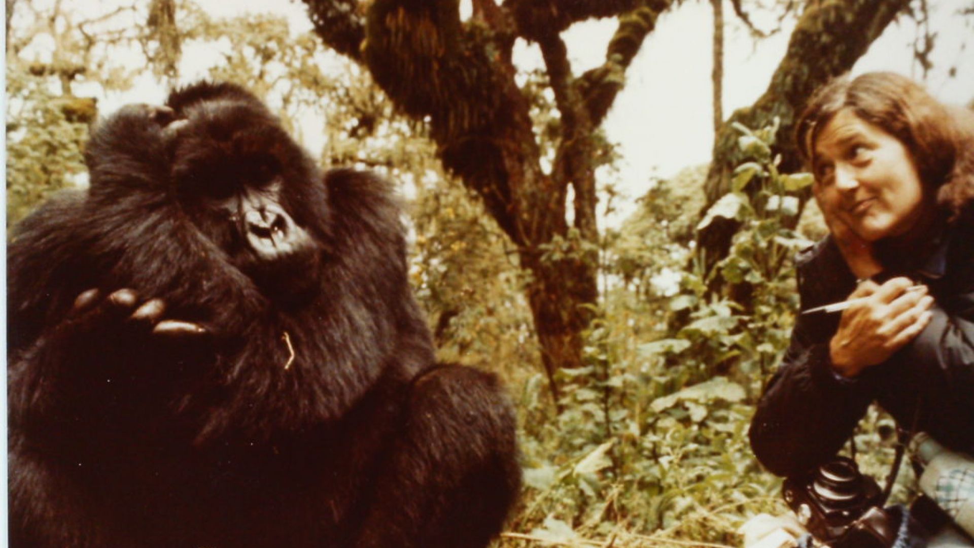 Студени досиета: Даян Фоси, която бе насечена с мачете заради своите горили в мъглата