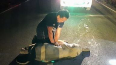 Тайландец спаси слонче блъснато от мотоциклет като му направи сърдечен