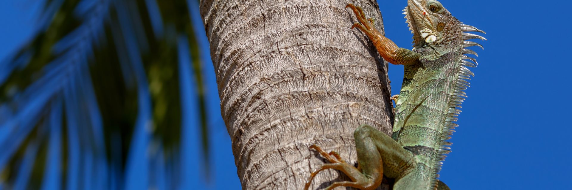 Отново "валят" игуани във Флорида