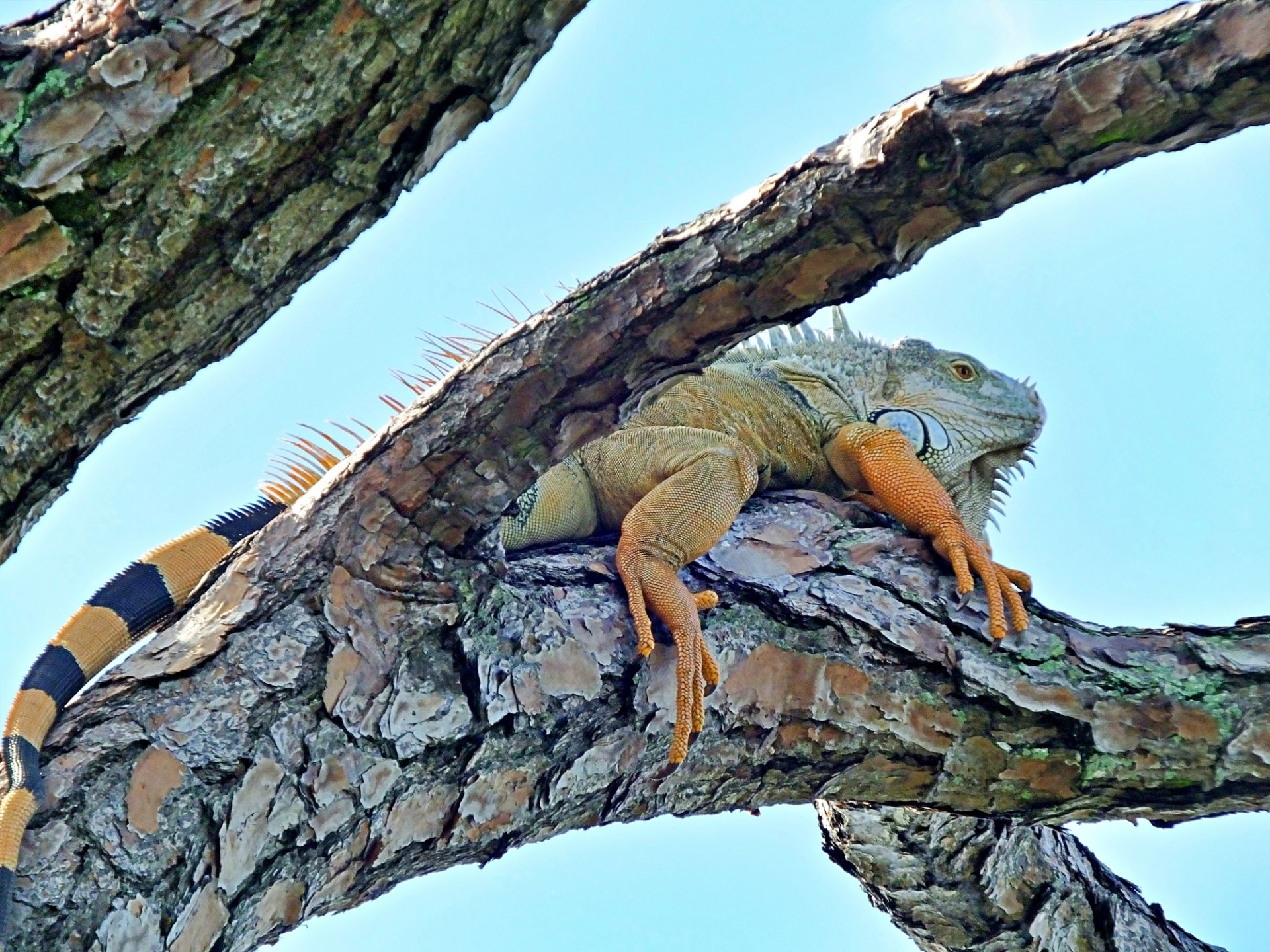Игуани отново падат от дърветата заради студа във Флорида
