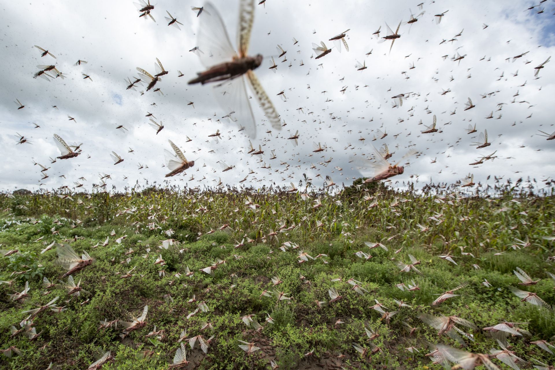 Рояци пустинни скакалци летят във въздуха в посевите на село Катитика в кенийския окръг Китуй. (24 януари 2020 г.) В най-тежкото огнище за четвърт век стотици милиони насекоми влязоха в Кения от Сомалия и Етиопия, унищожавайки голяма част от земеделската продукция.