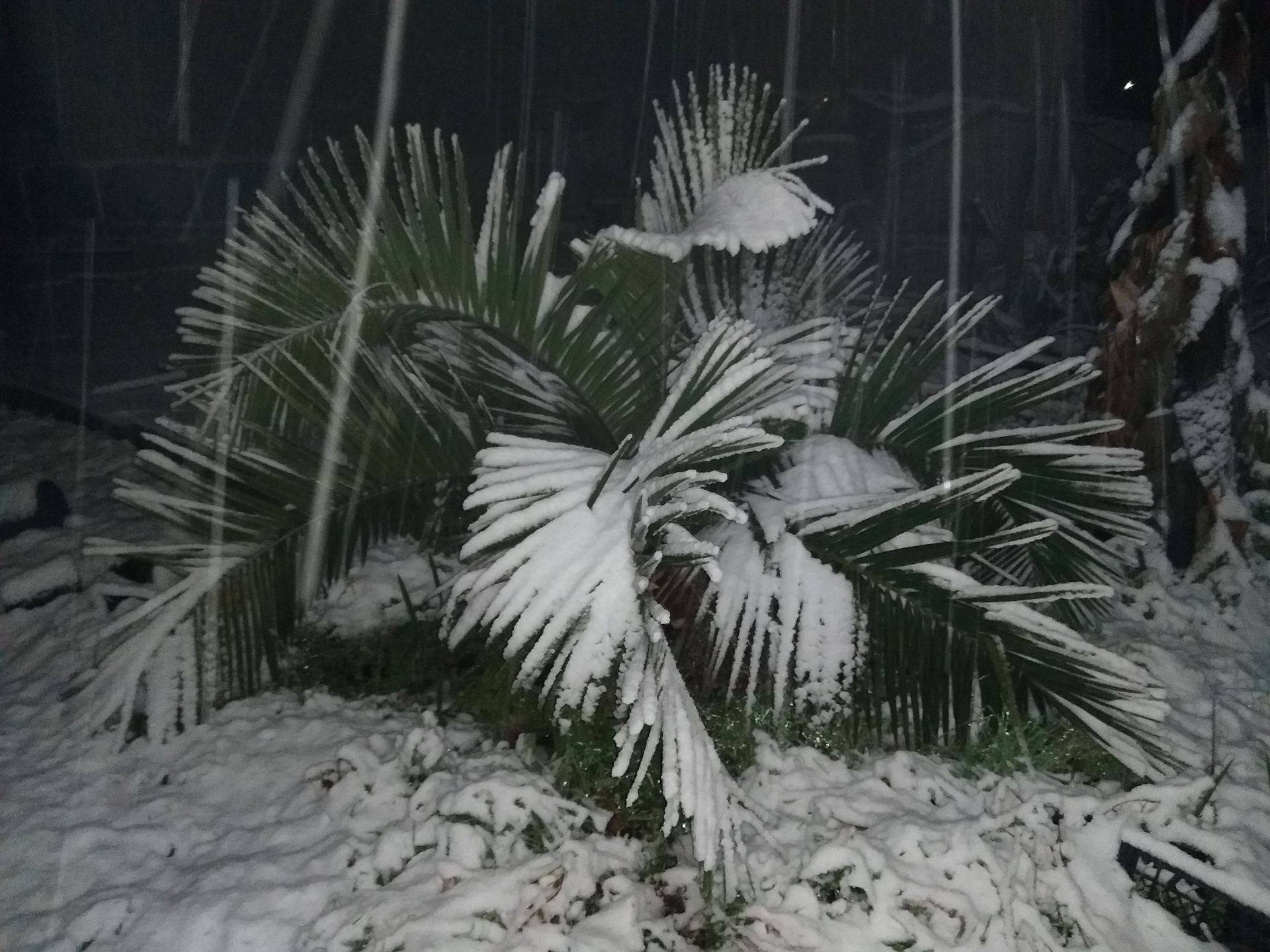 Палма от вида Юбеа Чиленсис в района на Видин, снимана в началото на декември т.г
