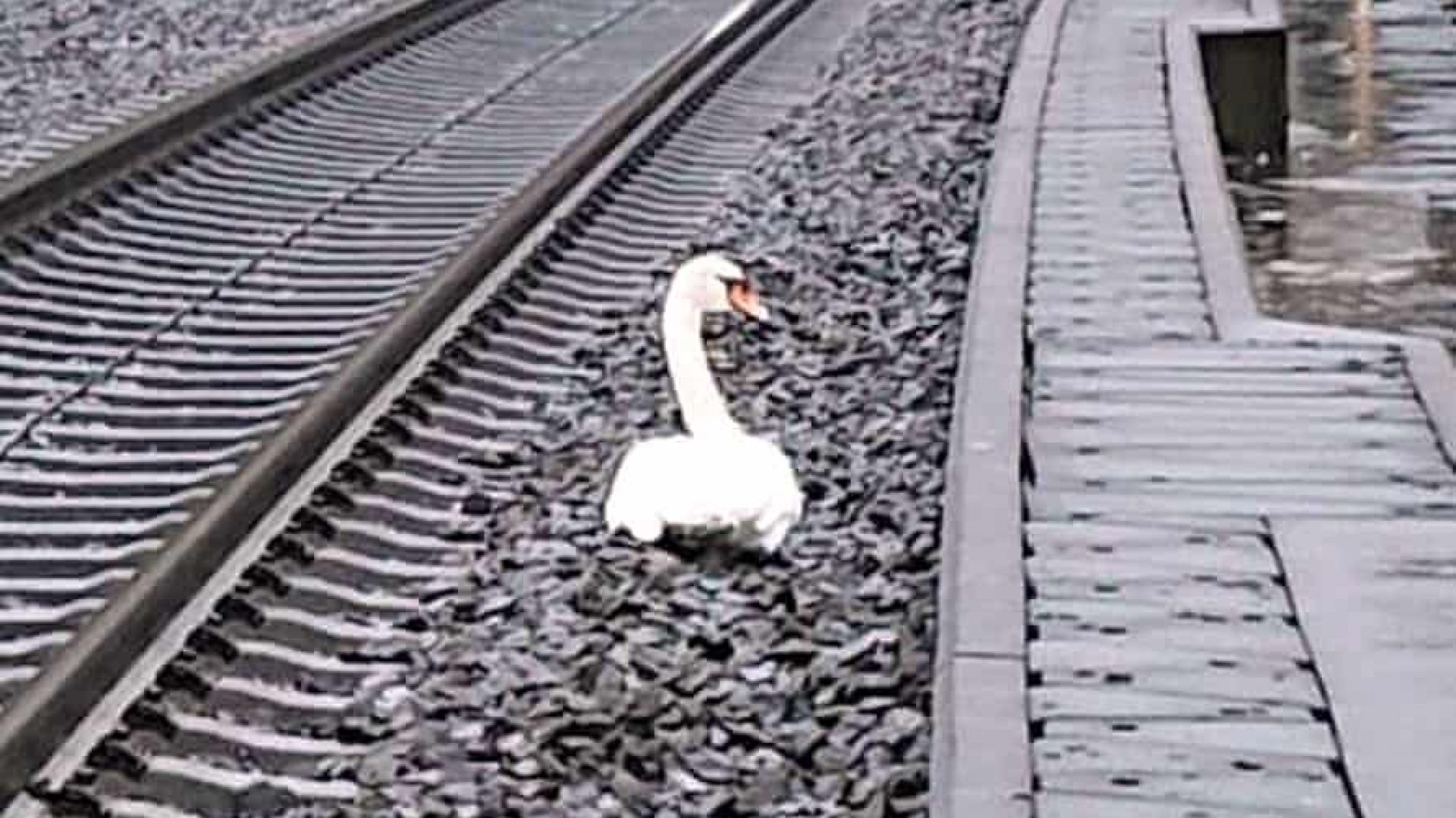 Опечален лебед спря железопътния трафик в Централна Германия