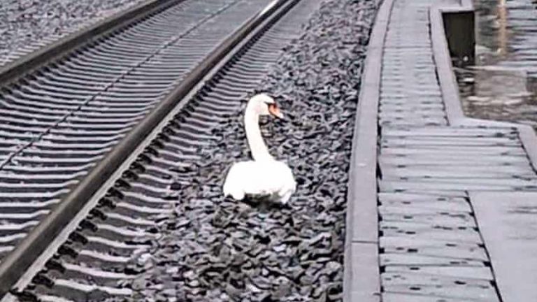 Опечален лебед спря железопътния трафик в Централна Германия, предаде Франс