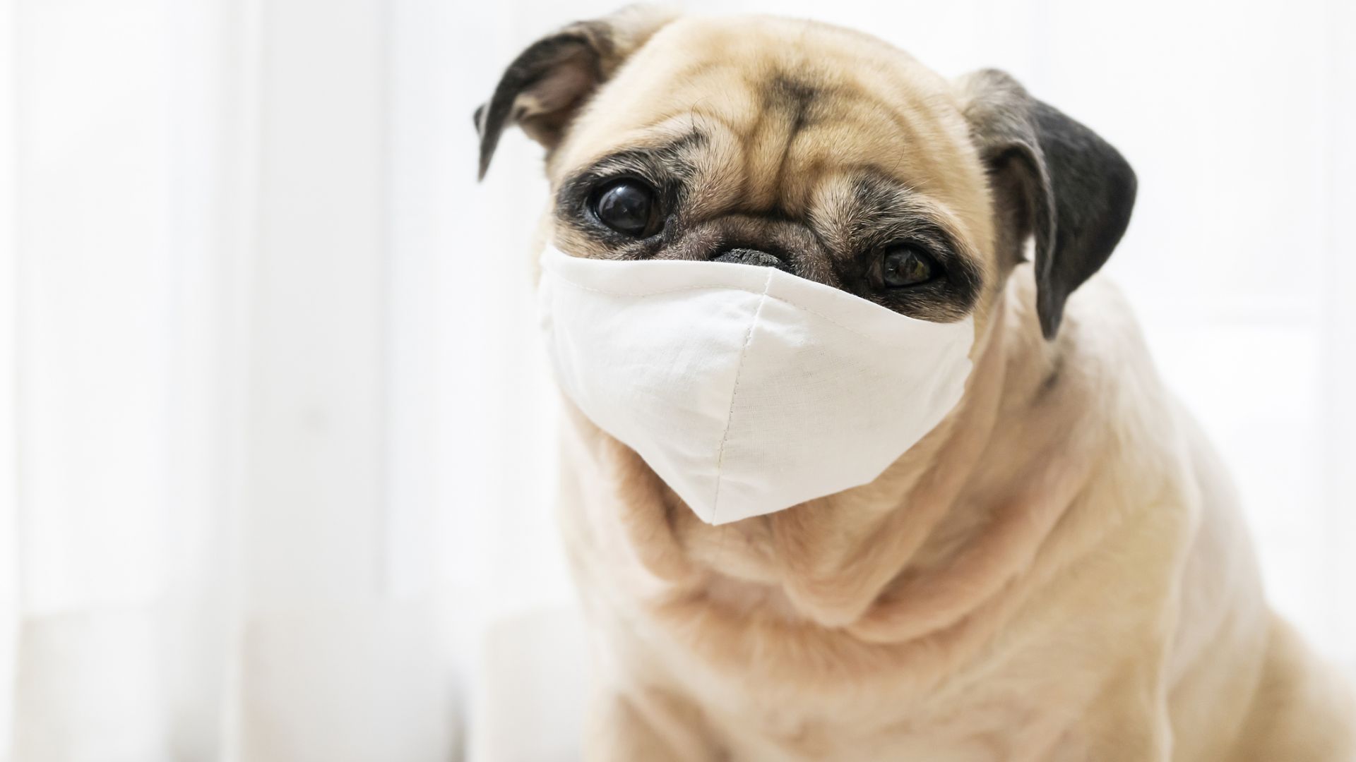 Рекордни продажби на маски за кучета в годината на пандемия