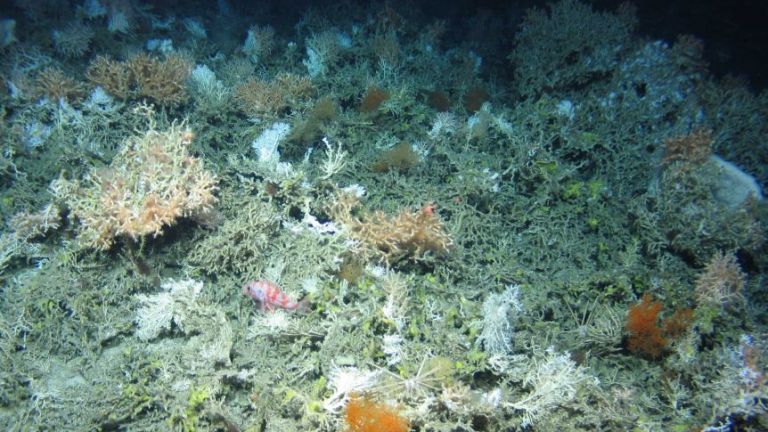 Проектът АТЛАС откри 12 непознати морски създания
