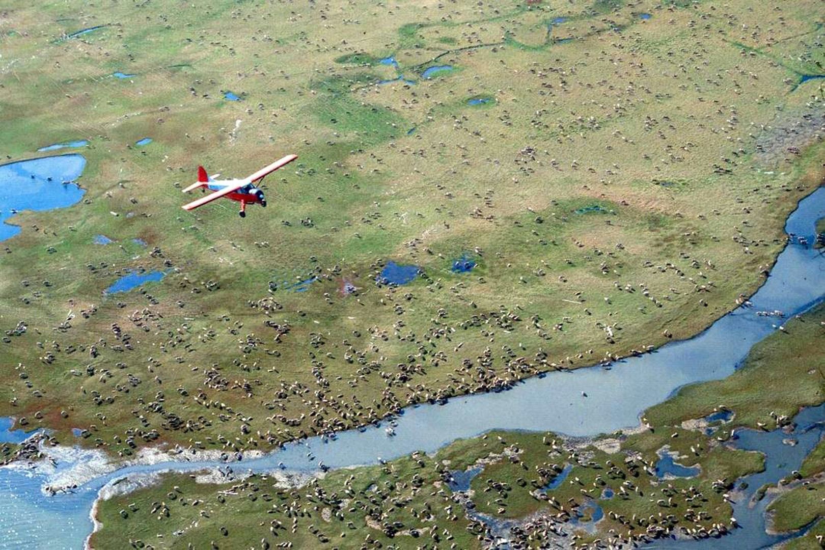 Самолет прелита над стада северни елени (карибу), които пасат на терените в резервата, които ще бъдат отдадени под наем за добив на нефт и природен газ