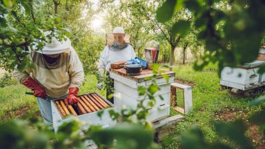 Отпускат 15,6 млн. лв. за иновации: дигитализира се пчеларството и храненето на бройлери