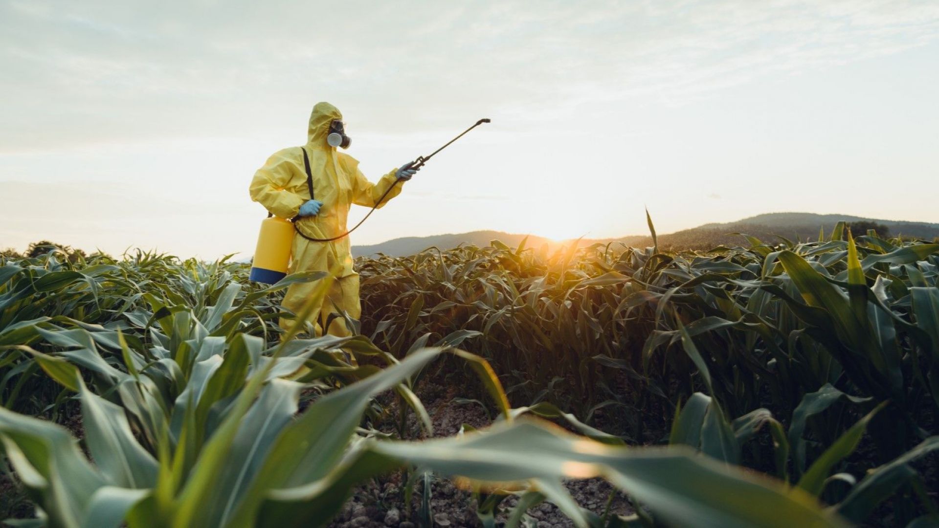 ЕС смята да разхлаби правилата за ГМО