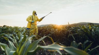Мексико забранява генно модифицираната царевица и глифозата
