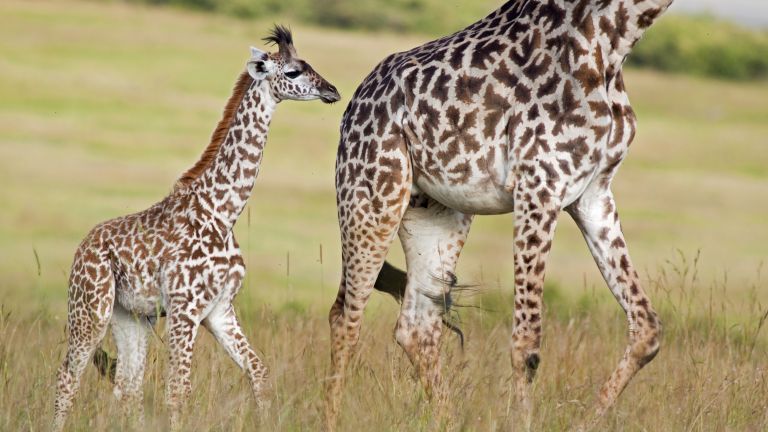 Учени се натъкнали на жирафи-джуджета в Африка 