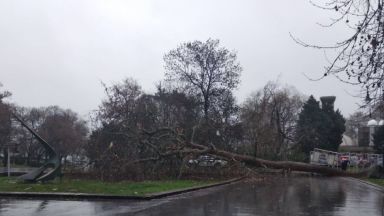 Корените на паднало дърво в Морската градина пробиха водопровод от